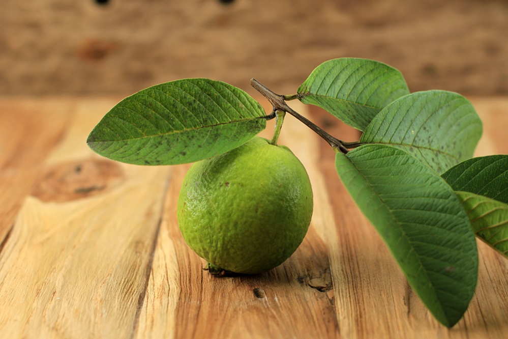 fresh picked guava and leaves jambu biji merah o 2023 11 27 05 15 13 utc